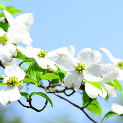 シンボルツリーとして大人気の ハナミズキ 知って得する お花や観葉植物を贈る時の役立つアレコレ情報 ビジネスフラワー