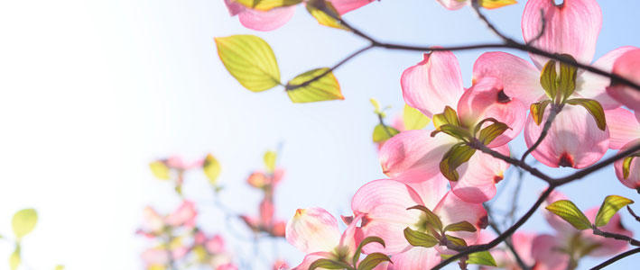 シンボルツリーとして大人気の ハナミズキ 知って得する お花や観葉植物を贈る時の役立つアレコレ情報 ビジネスフラワー