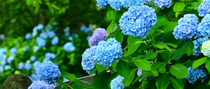 彩り豊かで情緒あふれる梅雨の花 アジサイ 知って得する お花や観葉植物を贈る時の役立つアレコレ情報 ビジネスフラワー