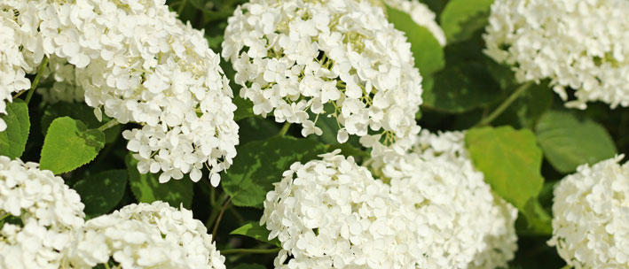 イングリッシュガーデンにも欠かせない純白の花 アナベル 知って得する お花や観葉植物を贈る時の役立つアレコレ情報 ビジネスフラワー