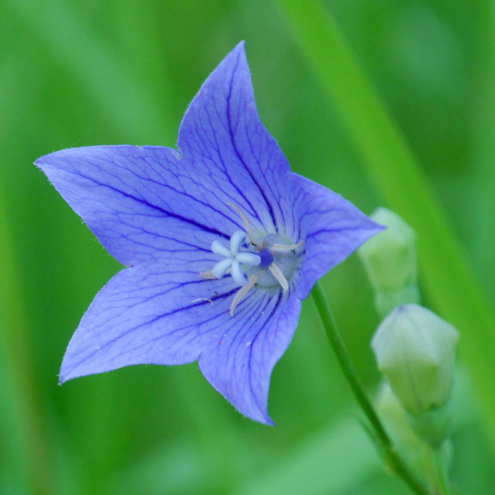 キキョウの育て方について 知って得する お花や観葉植物を贈る時の役立つアレコレ情報 ビジネスフラワー