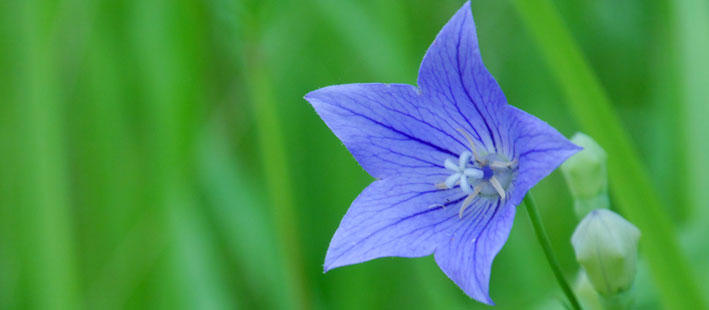 キキョウの育て方について 知って得する お花や観葉植物を贈る時の役立つアレコレ情報 ビジネスフラワー