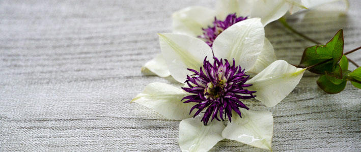華やかな花を咲かせる つる性植物の女王 クレマチス 知って得する お花や観葉植物を贈る時の役立つアレコレ情報 ビジネスフラワー