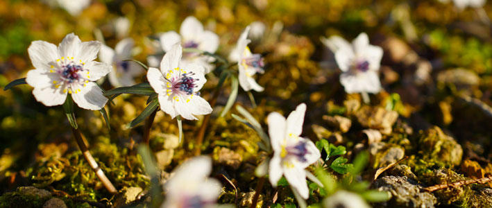 意外と知られていない節分の日の花や お勧めの花 知って得する お花や観葉植物を贈る時の役立つアレコレ情報 ビジネスフラワー