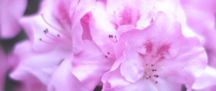 日本のツツジやサツキを品種改良して生まれたアザレア 知って得する お花や観葉植物を贈る時の役立つアレコレ情報 ビジネスフラワー