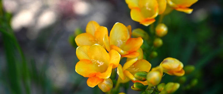 可憐な姿と芳香が魅力のフリージア 知って得する お花や観葉植物を贈る時の役立つアレコレ情報 ビジネスフラワー