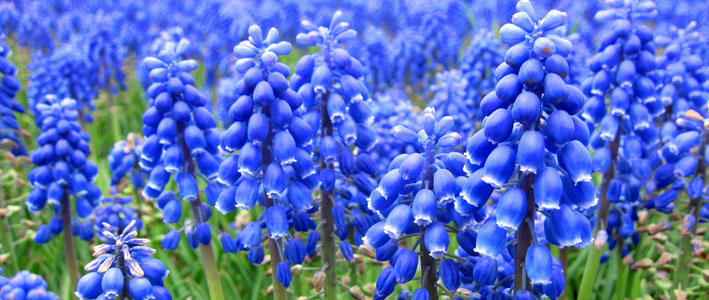 ぶどうのような青紫の花が特徴のムスカリ 知って得する お花や観葉植物を贈る時の役立つアレコレ情報 ビジネスフラワー