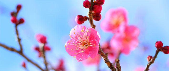 きれいな花が咲き誇るウメ 知って得する お花や観葉植物を贈る時の役立つアレコレ情報 ビジネスフラワー