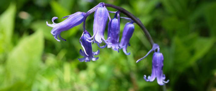 キュートな花が愛らしいブルーベル 知って得する お花や観葉植物を贈る時の役立つアレコレ情報 ビジネスフラワー