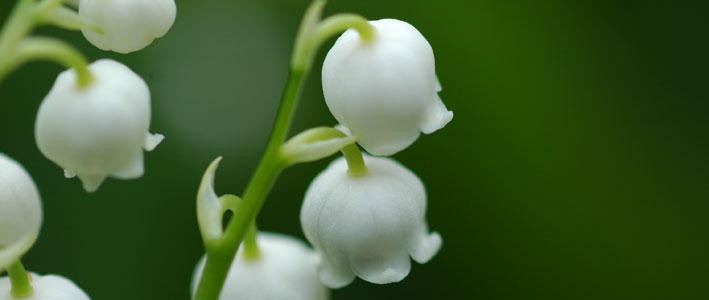 白く可憐で美しい花スズラン 知って得する お花や観葉植物を贈る時の役立つアレコレ情報 ビジネスフラワー