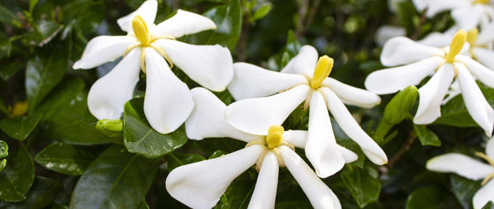 大きく白い花弁を咲かせるクチナシの花 知って得する お花や観葉植物を贈る時の役立つアレコレ情報 ビジネスフラワー