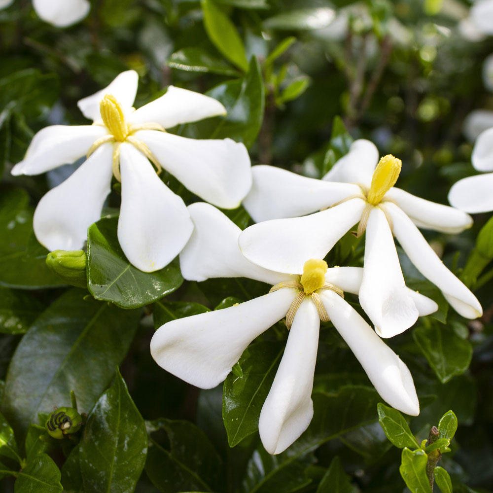 大きく白い花弁を咲かせるクチナシの花 知って得する お花や観葉植物を贈る時の役立つアレコレ情報 ビジネスフラワー