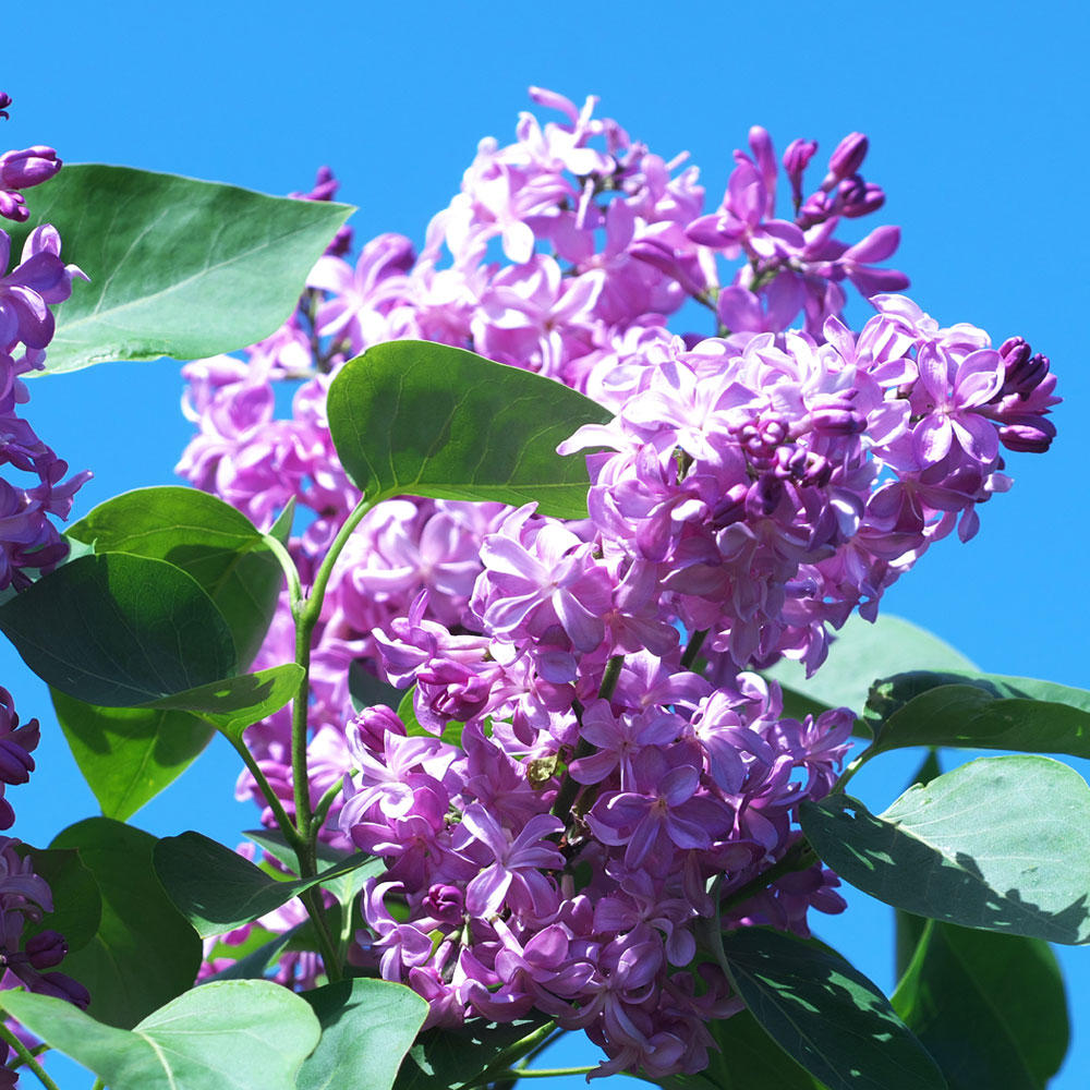 芳しい香りが特徴のライラック 知って得する お花や観葉植物を贈る時の役立つアレコレ情報 ビジネスフラワー