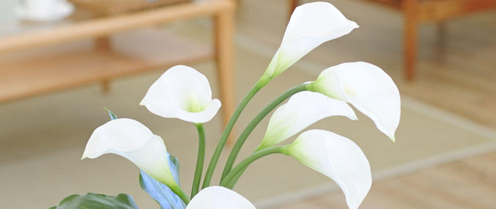 切り花など鑑賞におすすめのカラフルなカラー 知って得する お花や観葉植物を贈る時の役立つアレコレ情報 ビジネスフラワー