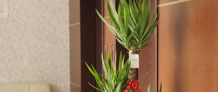 ユッカ エレファンティペスの特徴と育て方を知って元気に成長させよう 知って得する お花や観葉植物を贈る時の役立つアレコレ情報 ビジネスフラワー
