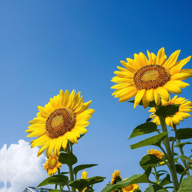 夏の花 ひまわり 知って得する お花や観葉植物を贈る時の役立つアレコレ情報 ビジネスフラワー