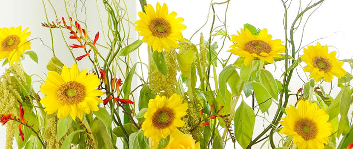夏の花 ひまわり 知って得する お花や観葉植物を贈る時の役立つアレコレ情報 ビジネスフラワー