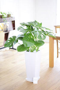 monstera3.jpg