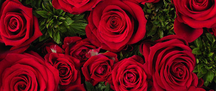 愛と情熱を込めたギフトに最適 赤いバラの魅力に迫る 知って得する お花や観葉植物を贈る時の役立つアレコレ情報 ビジネスフラワー