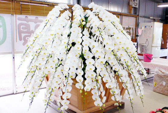 オーダーメイドの多本立ちの大きな胡蝶蘭。