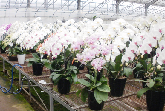 ビジネスフラワーの胡蝶蘭生産者は多岐な色展開があるのも特色です。