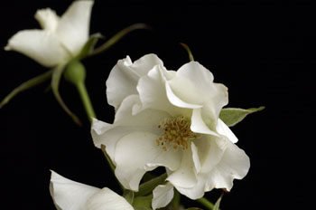 オードリー バラ園から直送のバラの花束やバラのアレンジメントフラワーの通販は送料無料のビジネスフラワー