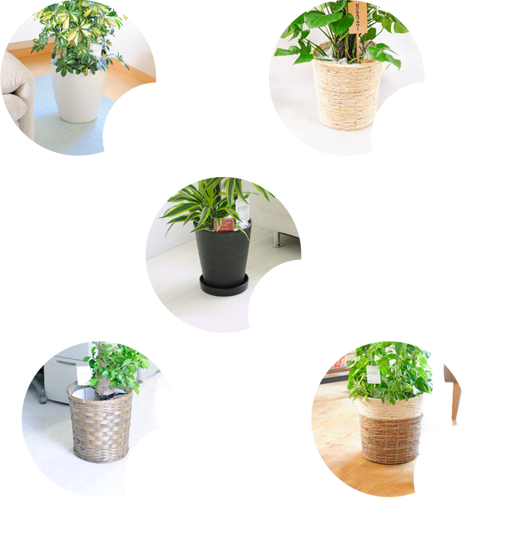 観葉植物