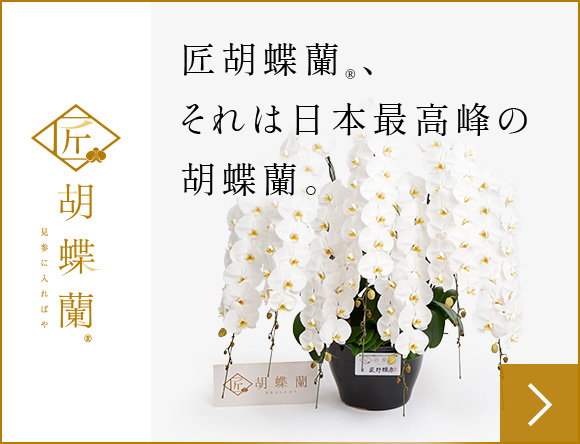 胡蝶蘭（コチョウラン）3本立を通信販売で全国配送｜祝い花と供花の