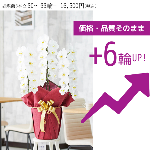 変更前　胡蝶蘭3本立（白）　1.5万円コース（30～33輪程度）