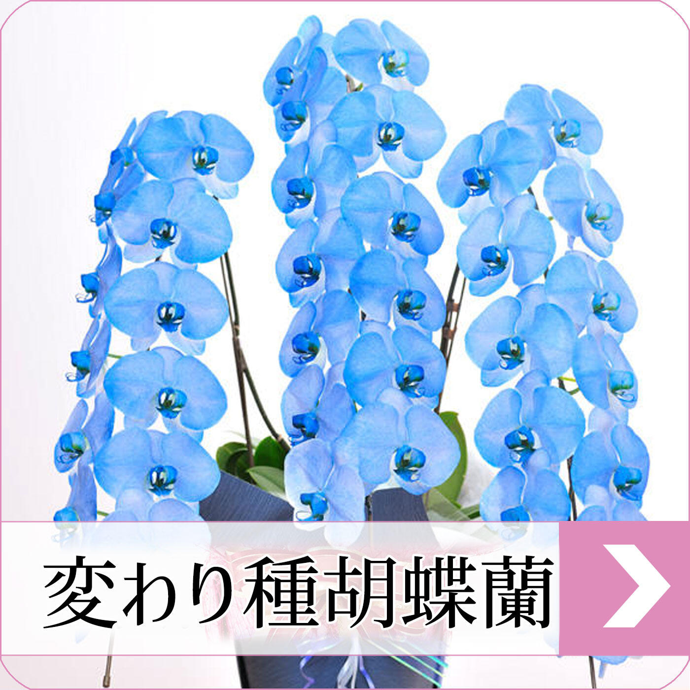 変わり種胡蝶蘭