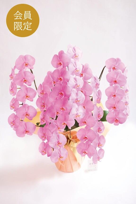 ＜会員限定　5000円クーポン付き＞カラー胡蝶蘭　彩 - irodori -　5本立55輪以上（ピンク）