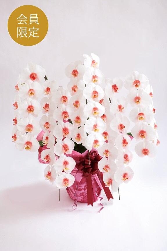 ＜会員限定　5000円クーポン付き＞カラー胡蝶蘭　彩 - irodori -　5本立55輪以上（リップ）