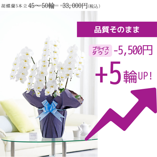 変更前　胡蝶蘭5本立（白）　3万円コース規格（45～50輪程度）