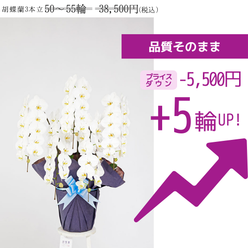 変更前　胡蝶蘭5本立（白）　3.5万円コース規格（50～55輪程度）