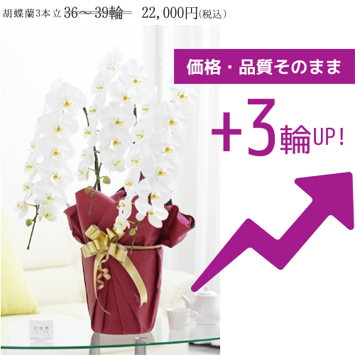 変更前　胡蝶蘭3本立（白）　2万円コース（36～39輪程度）
