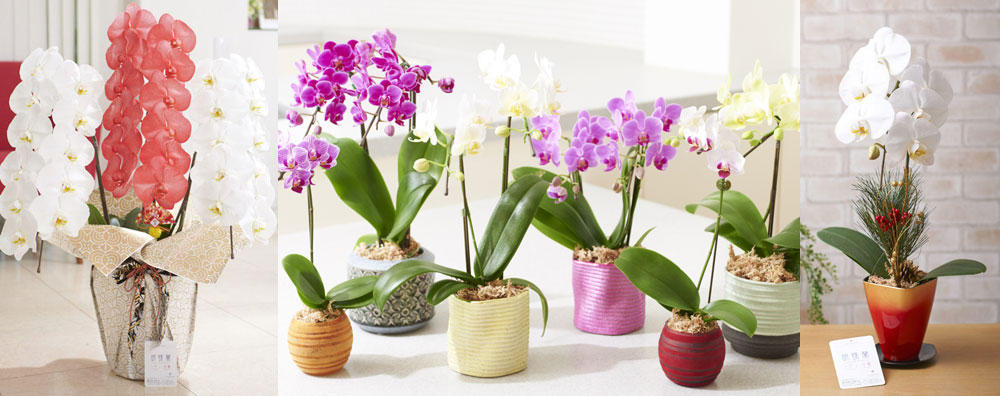 geishun_orchid.jpg