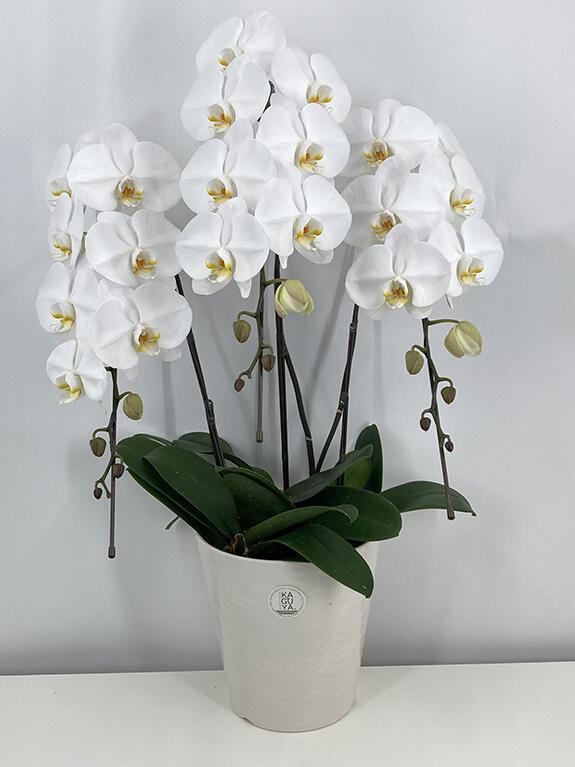 大輪胡蝶蘭3本立ち30～33輪程度　6部咲き開花イメージ