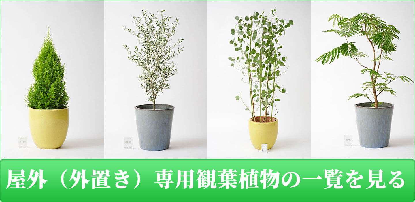 屋外専用（外に置ける）観葉植物の商品一覧