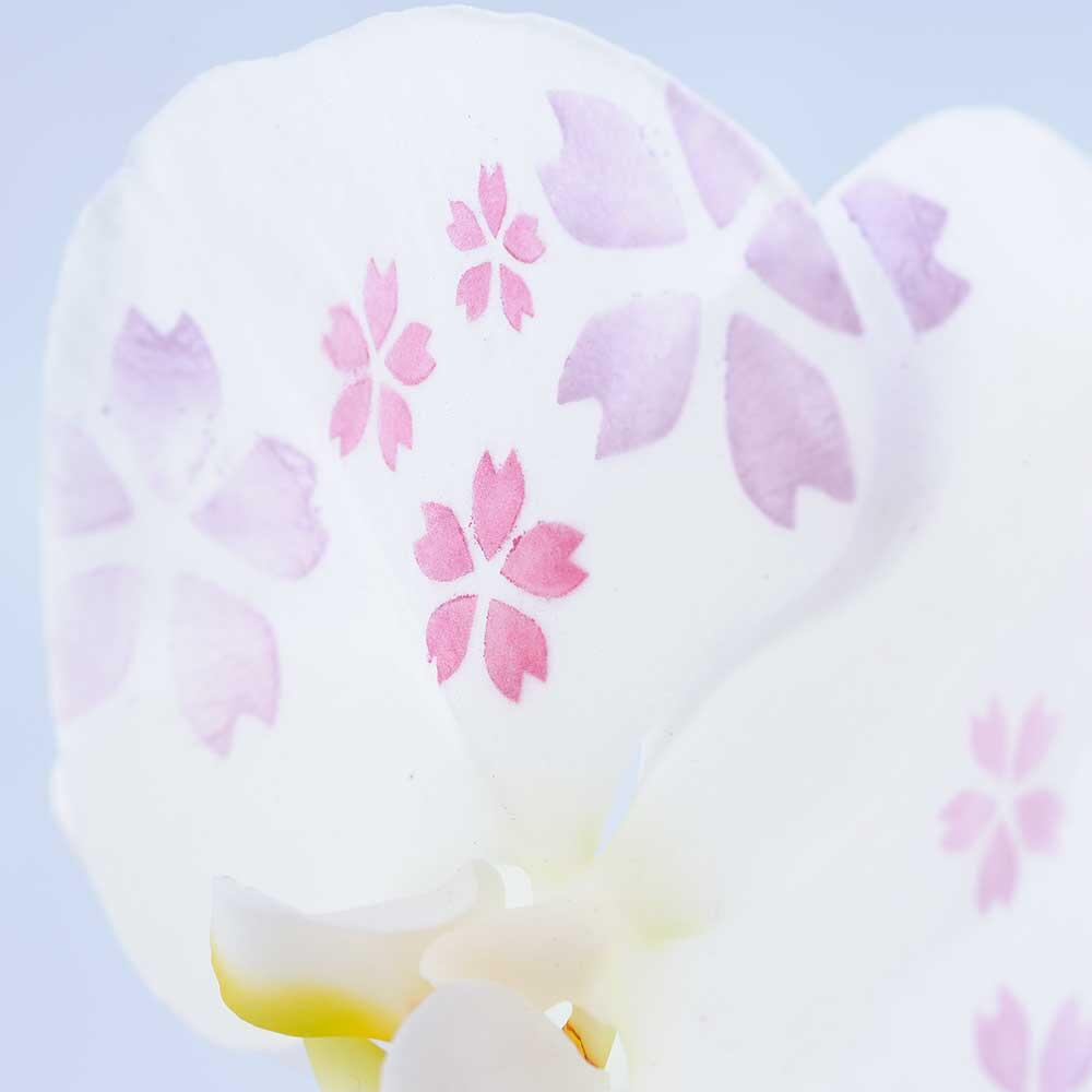 祝い花と供花の販売　ネットの花屋　ビジネスフラワー🄬｜化粧蘭　春向けの桜柄イメージ
