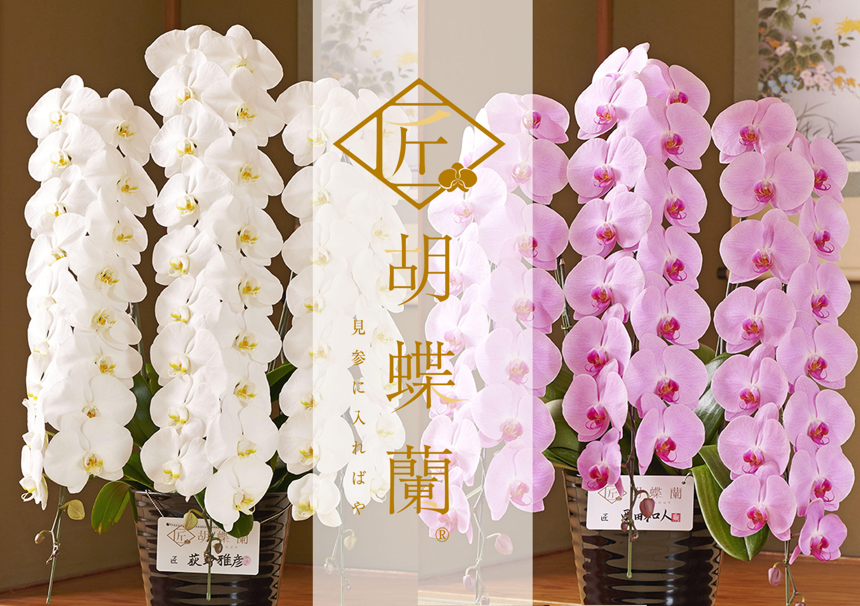 祝い花と供花の販売　ネットの花屋　ビジネスフラワー🄬　｜匠胡蝶蘭　詳細
