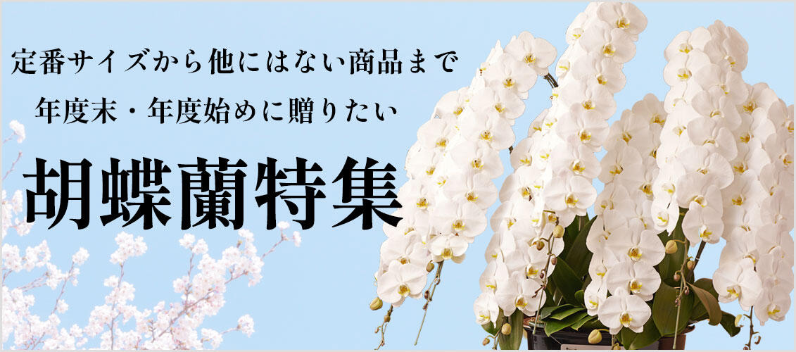 3月から4月上旬にかけての胡蝶蘭特集