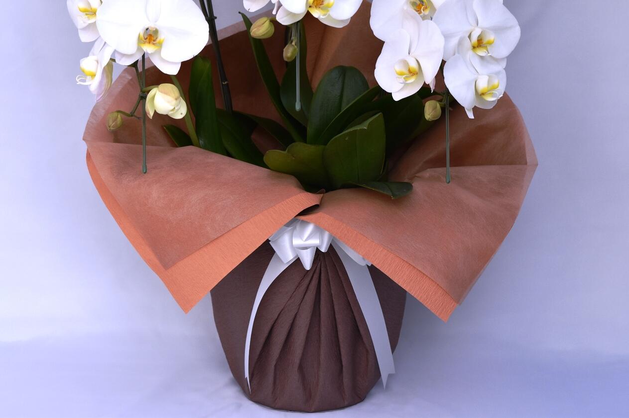 祝い花と供花の販売　ネットの花屋　ビジネスフラワー🄬｜包装紙（茶色）