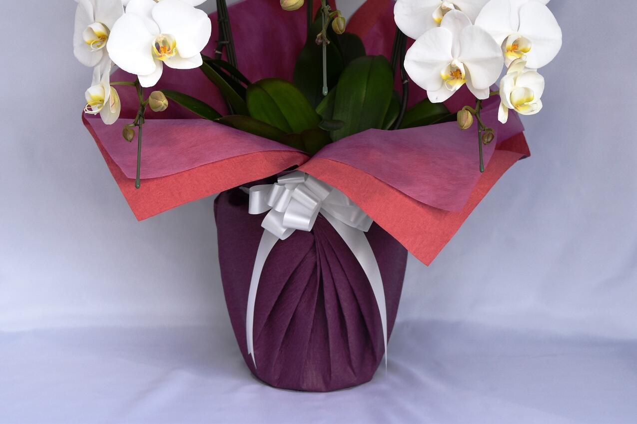 祝い花と供花の販売　ネットの花屋　ビジネスフラワー🄬｜包装紙（ワイン色）