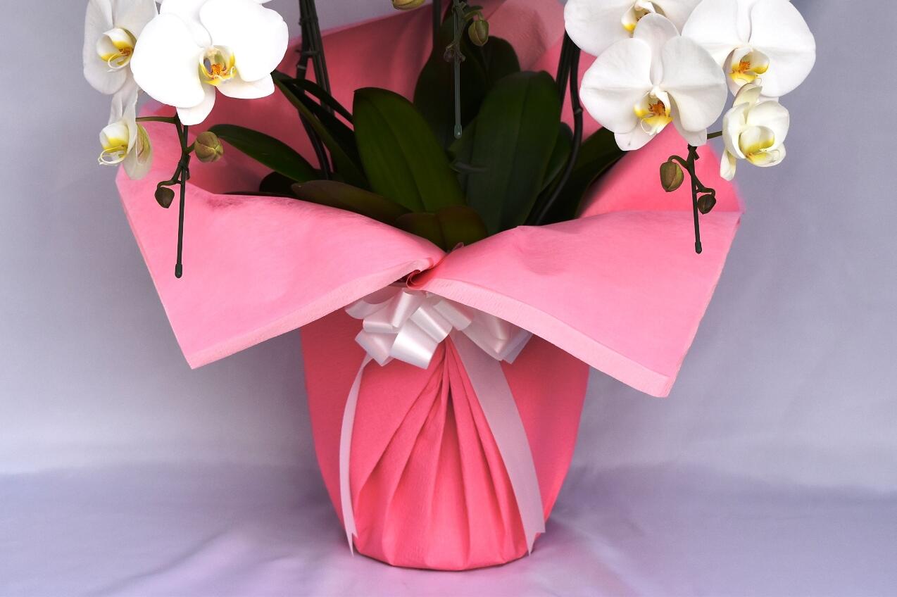 祝い花と供花の販売　ネットの花屋　ビジネスフラワー🄬｜包装紙（ピンク色）