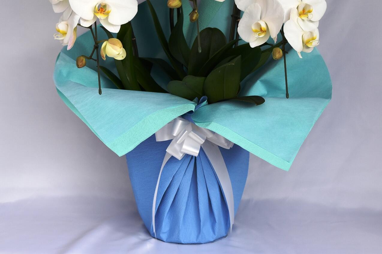 祝い花と供花の販売　ネットの花屋　ビジネスフラワー🄬｜包装紙（水色）