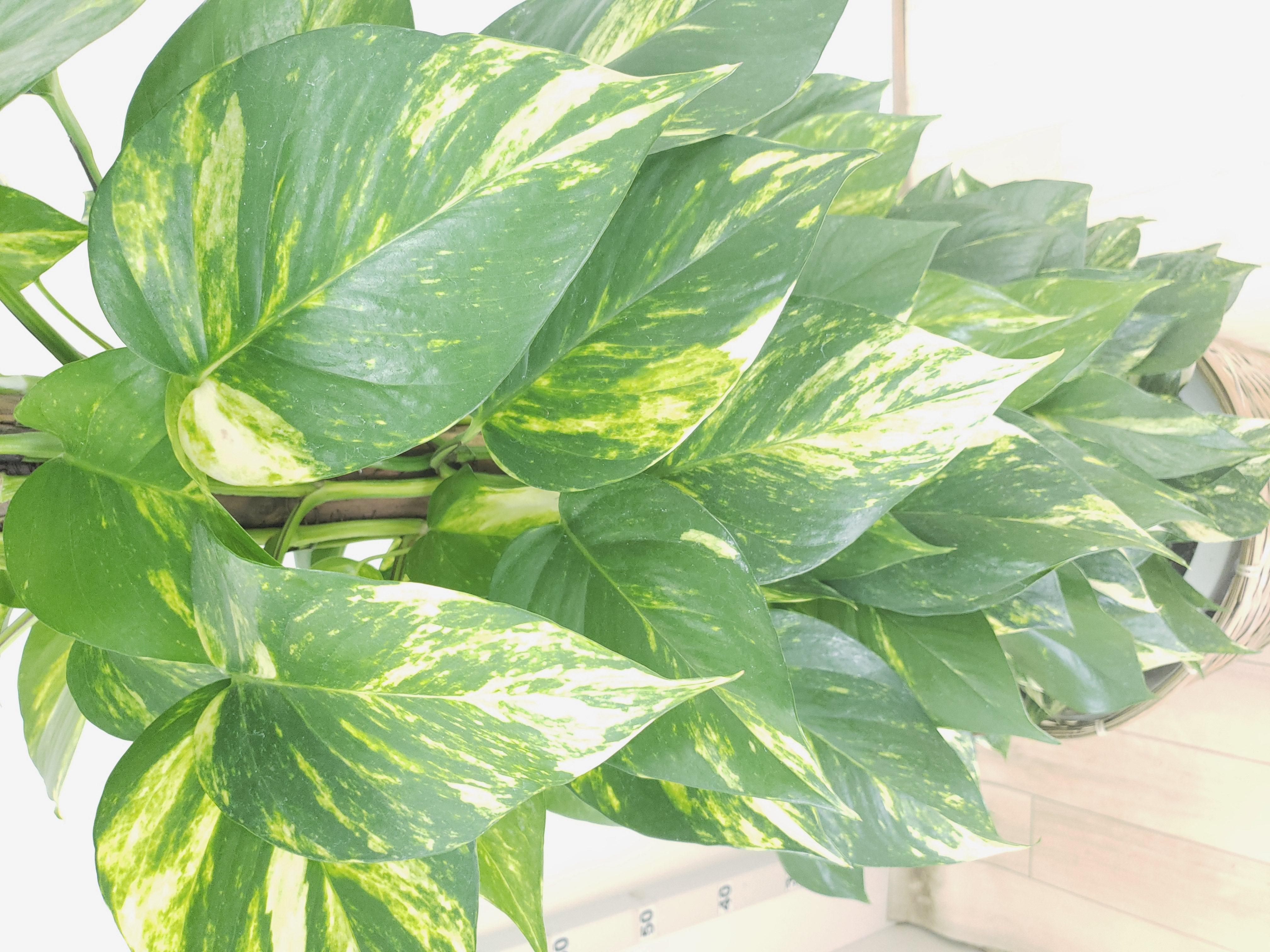 観葉植物 ポトス 10号 バスケット鉢カバー付 花言葉カード付 観葉植物 観葉植物 大型 開店祝いの花や胡蝶蘭などお祝いの花とフラワーギフトならビジネスフラワー 観葉植物 ポトス 10号 バスケット鉢カバー付 花言葉カード付 観葉植物 観葉植物 大型 開店祝いの花や胡蝶蘭などお祝いの花とフラワーギフトならビジネスフラワー