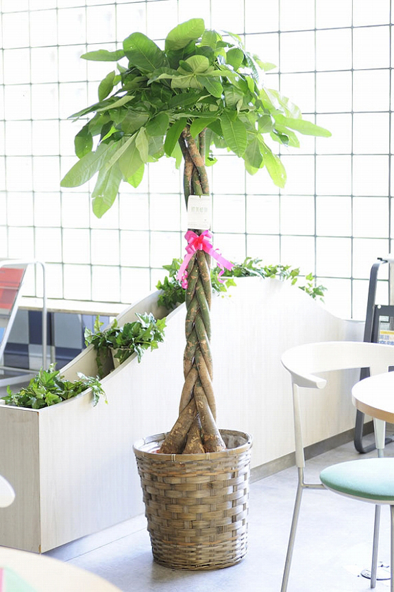 観葉植物 パキラ 10号 バスケット鉢カバー付 花言葉カード付 観葉植物 観葉植物 大型 開店祝いの花や胡蝶蘭などお祝いの花とフラワーギフトならビジネスフラワー