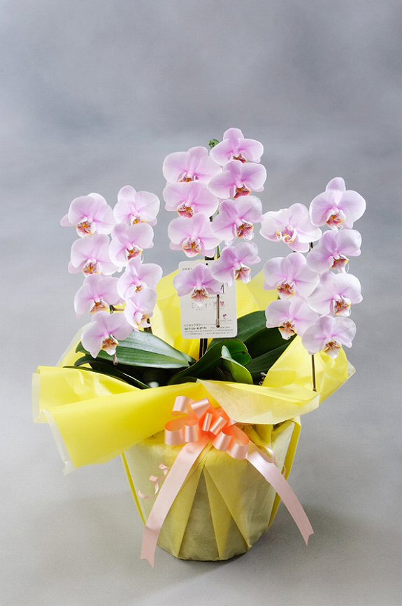 <p>可愛らしいミニ胡蝶蘭だから気軽に贈れます。ご自宅やご家族の記念日にもどうぞ・・・</p>