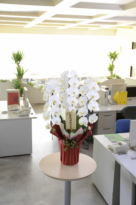 <p>事務所に飾ると、胡蝶蘭の華やかさがより際立ちます。</p>