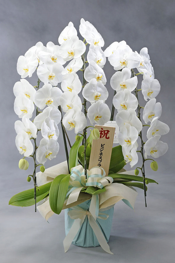 最高級胡蝶蘭3本立（白） 3万円コース（45～51輪程度） ｜ 祝い花と供花の販売 ネットの花屋 ビジネスフラワー®